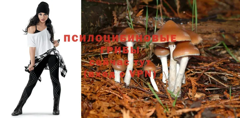 Псилоцибиновые грибы Magic Shrooms  Борзя 